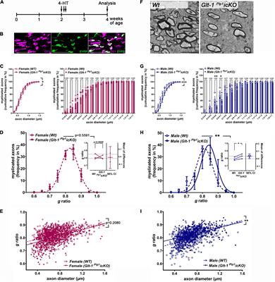 Deletion of the Sodium-Dependent Glutamate Transporter GLT-1 in Maturing Oligodendrocytes Attenuates Myelination of Callosal Axons During a Postnatal Phase of Central Nervous System Development